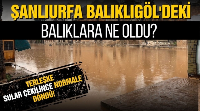 Sel sonrası ortadan kaybolmuşlardı: Balıklıgöl'deki balıklar geri döndü